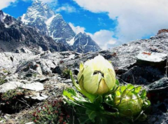 鉴于营养颇丰富的天山雪莲花探究