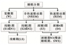 睡眠的分期可分为